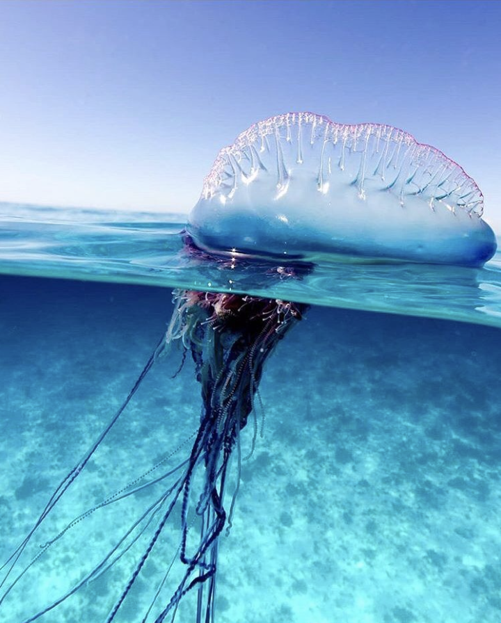 Portuguese man o' war.