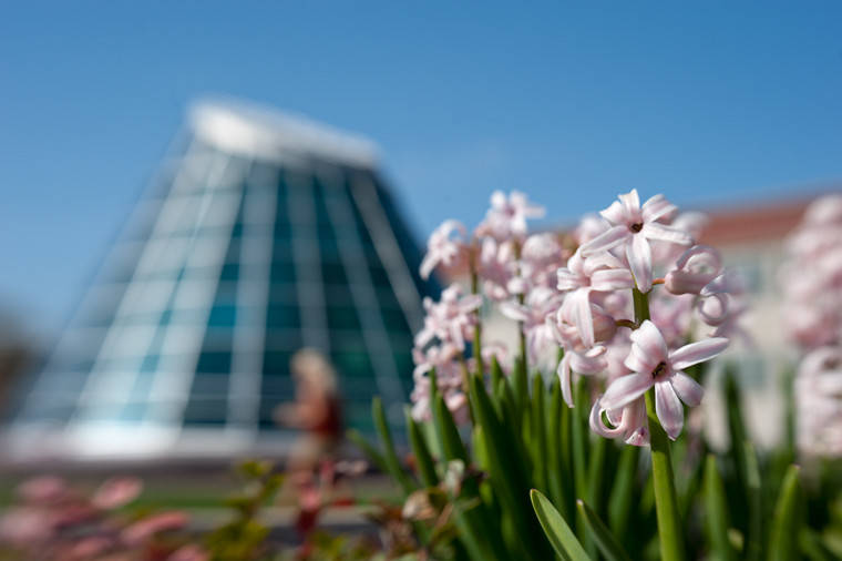 Closeup of flowers with glass atrium roof of Holland and Terrell Libraries.