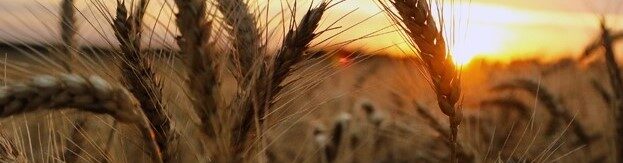 photo of wheat field