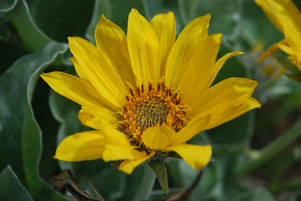 A yellow flower in bloom.