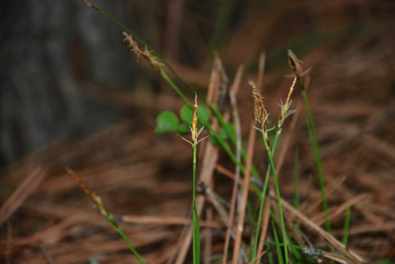 Closeup of local flora.