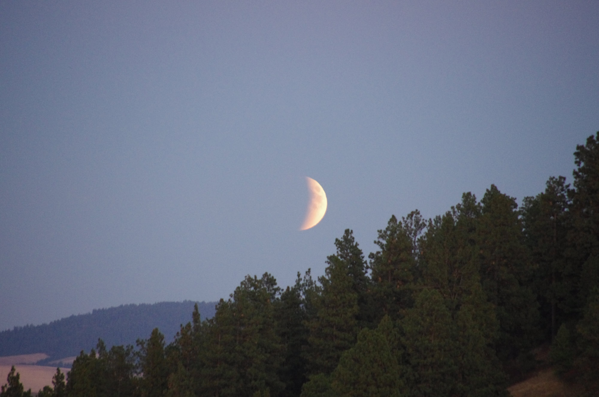 A crescent Moon rising over a forest in the evening.