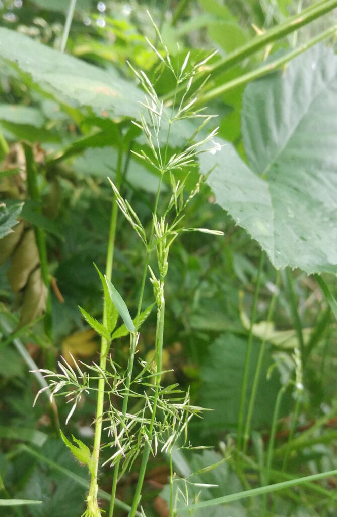 Colonial bentgrass and bentgrass nematode (Agrostis capillaris infected by Anguina agrostis).