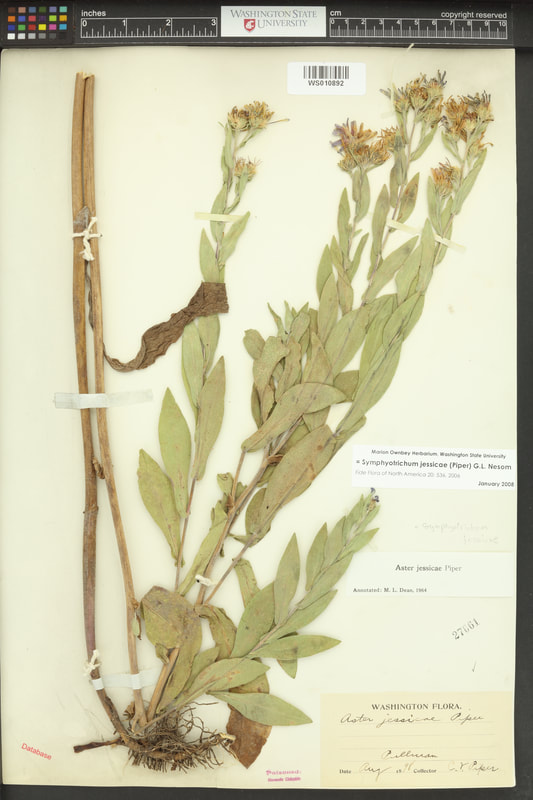 Jessica’s aster (Symphyotrichum jessicae).