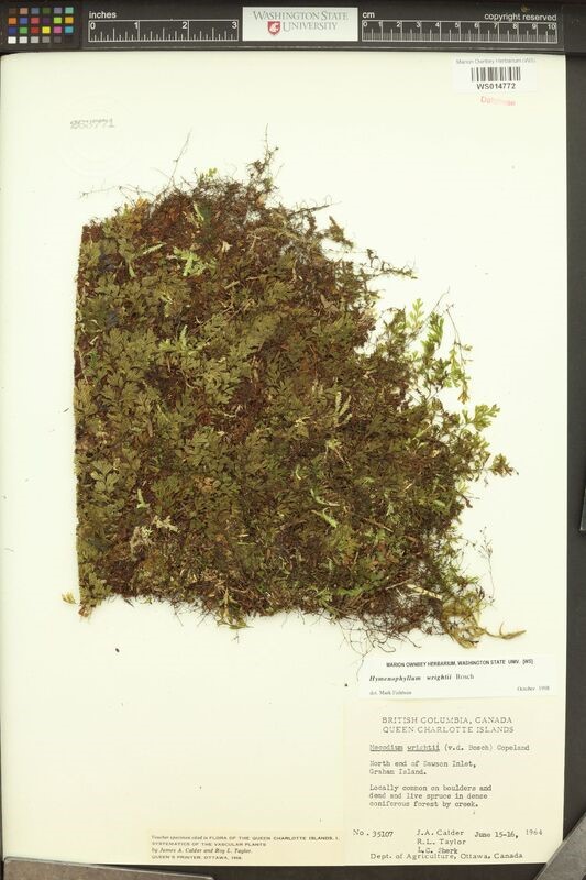 Wright’s filmy fern (Hymenophyllum wrightii).