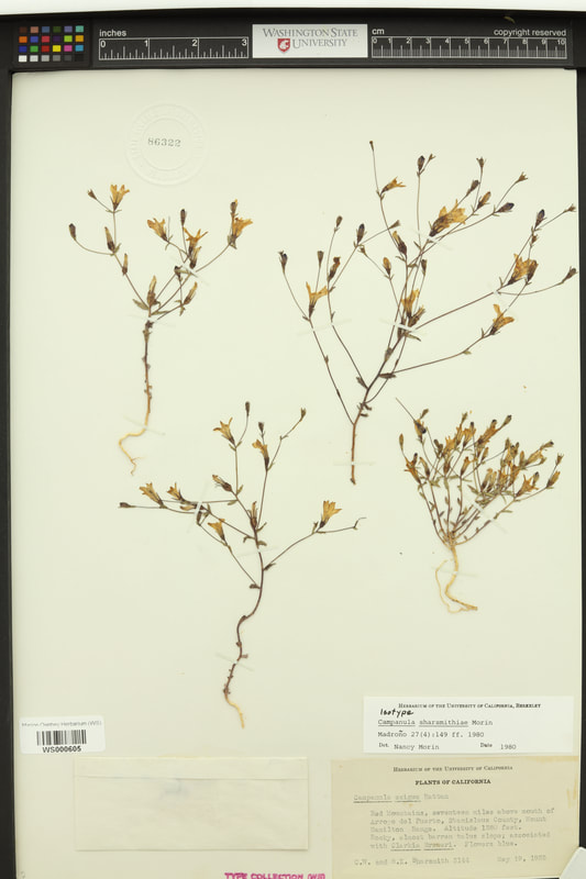 Sharsmith’s harebell (Ravenella or Campanula sharsmithiae).