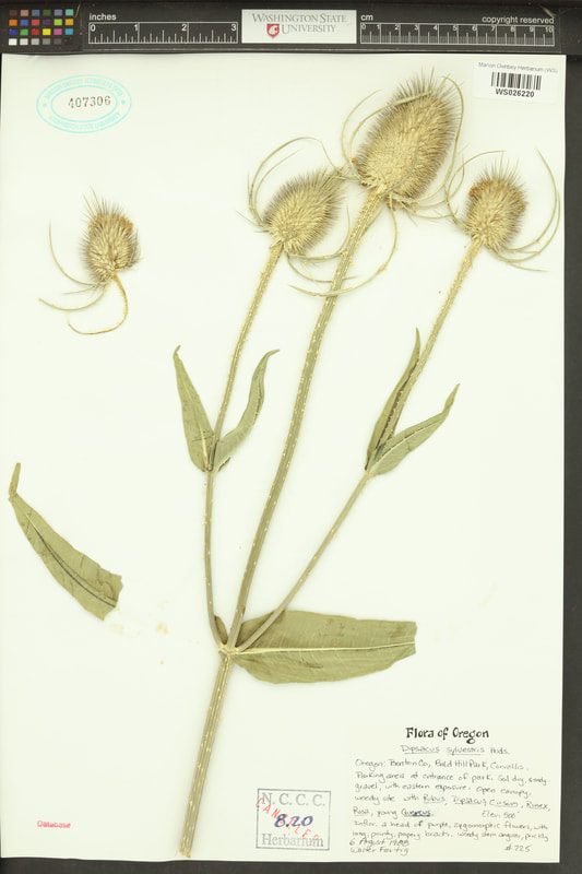 Teasel (Dipsacus sylvestris or D. fullonum).