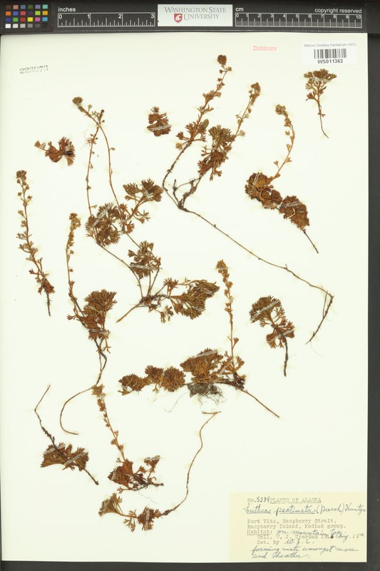 Partridge-foot (Luetkea pectinata).