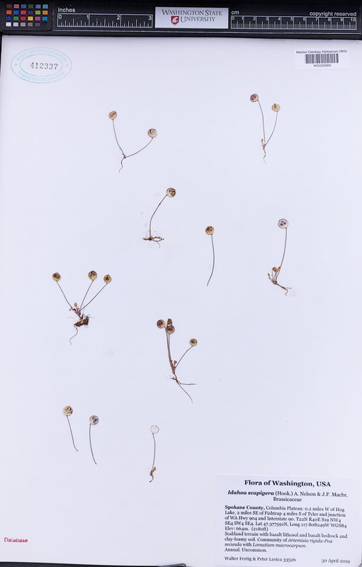 Flatpod (Idahoa scapigera).