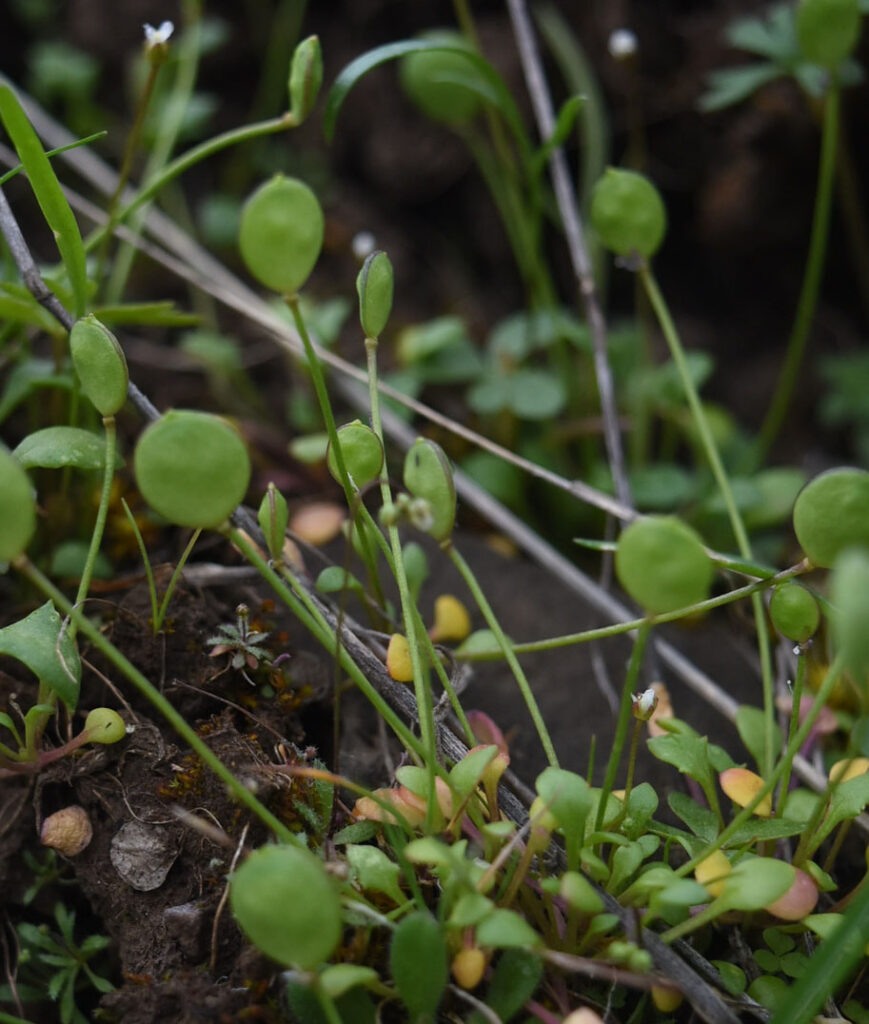 Flatpod (Idahoa scapigera).