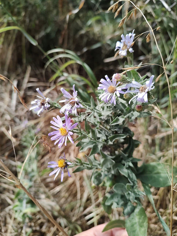 Jessica’s aster in nature.