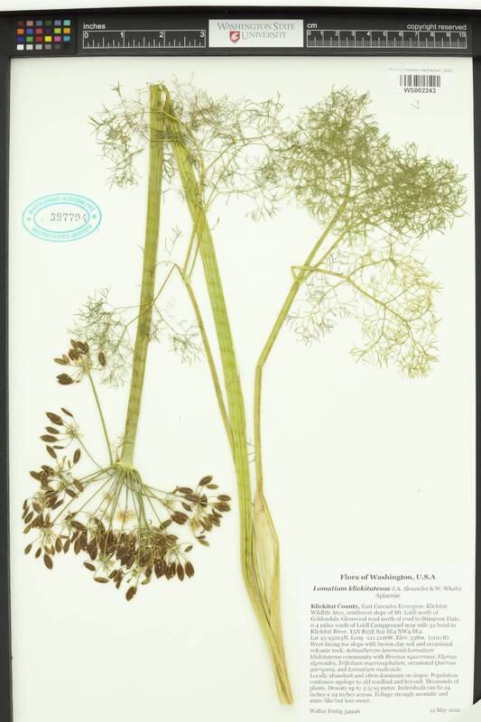 Klickitat biscuitroot.