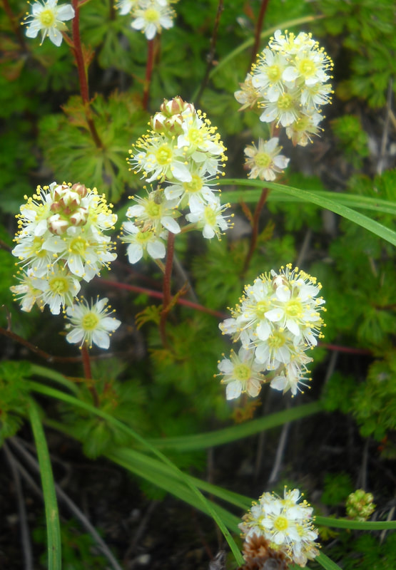 Partridge-foot (Luetkea pectinata).