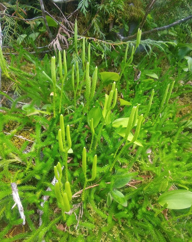 Common clubmoss (Lycopodium clavatum).