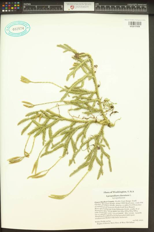 Common clubmoss (Lycopodium clavatum).