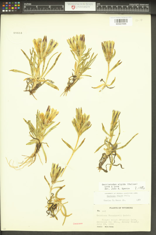 Arctic gentian (Gentiana algida).