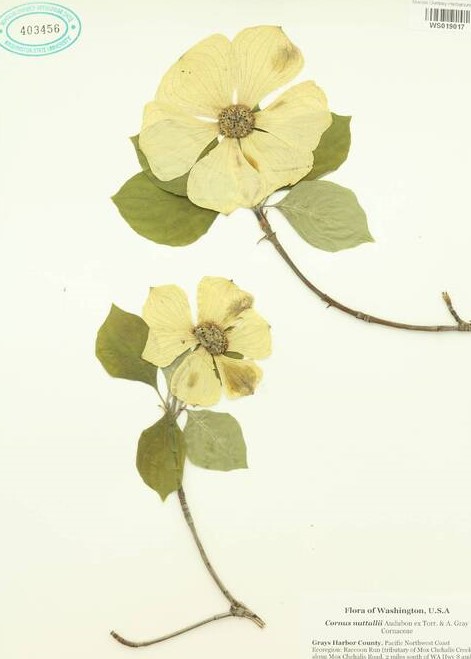 Pacific Dogwood.