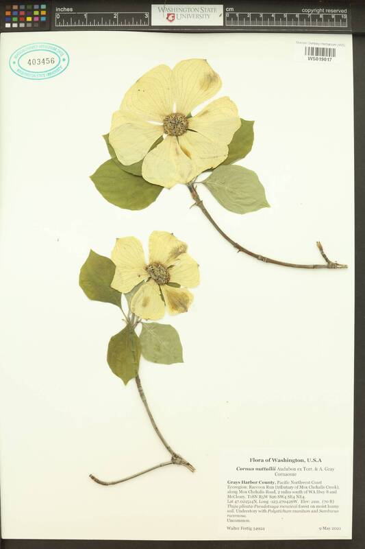 Pacific dogwood (Cornus nuttallii).