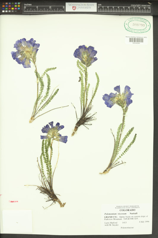 Sky pilot (Polemonium viscosum).