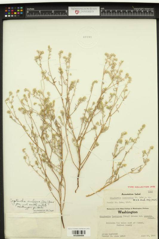 Obscure cat’s-eye (Cryptantha ambigua and C. eastwoodiae)