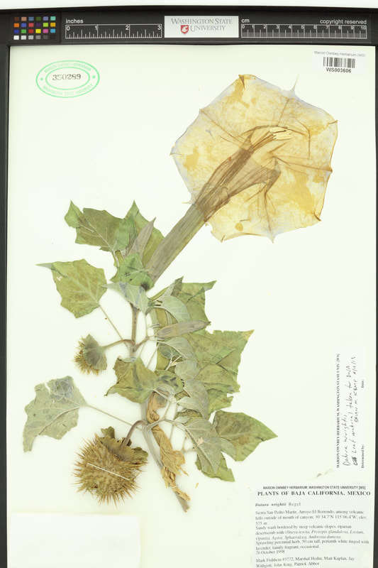 Indian apple or sacred datura.