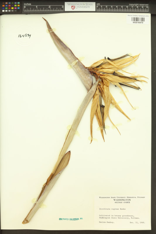 Bird-of-Paradise (Strelitzia reginae).