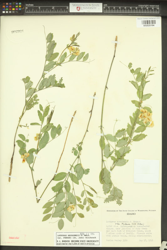 Parker’s peavine (Lathyrus nevadensis var. parkeri).