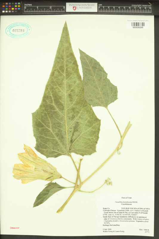 Buffalo gourd (Cucurbita foetidissima).