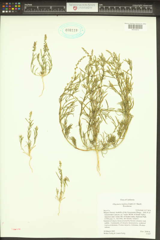 Flaxleaf whitepuff (Oligomeris linifolia).