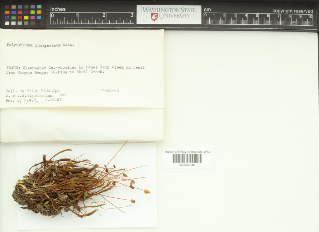 Juniper haircap moss (Polytrichum juniperinum).