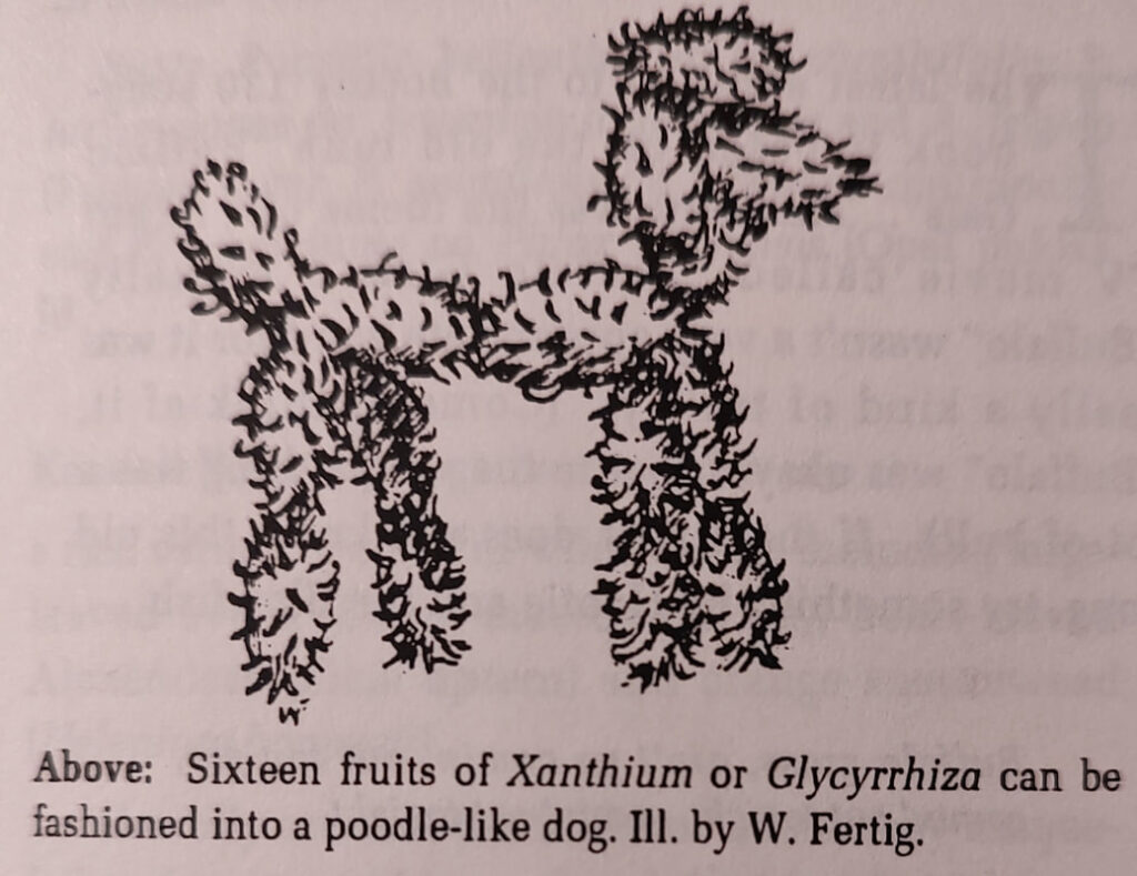 An illustration of a poodle with caption reading, "Above: Sixteen fruits of Xanthium or Glycyrrhiza can be fashioned into a poodle-like dog. Ill. by W. Fertig."