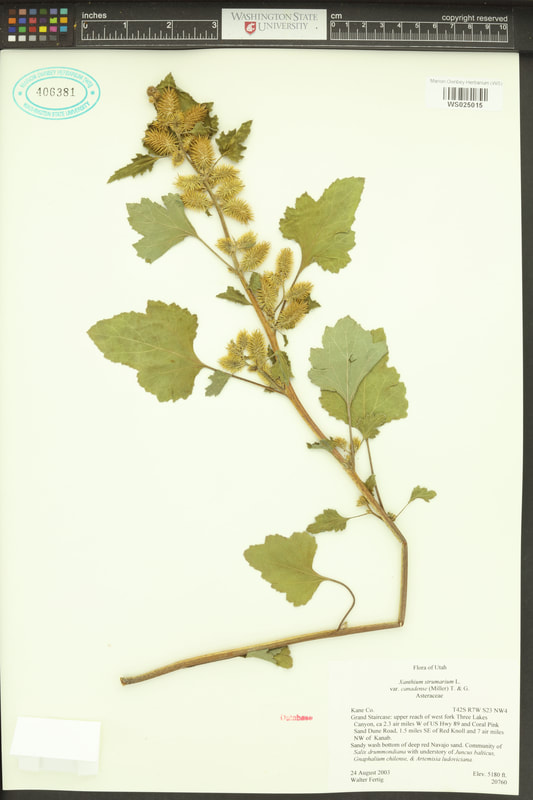 Cocklebur (Xanthium strumarium)