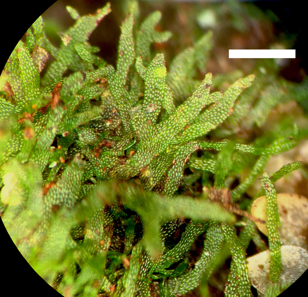Wright’s filmy fern (Hymenophyllum wrightii).