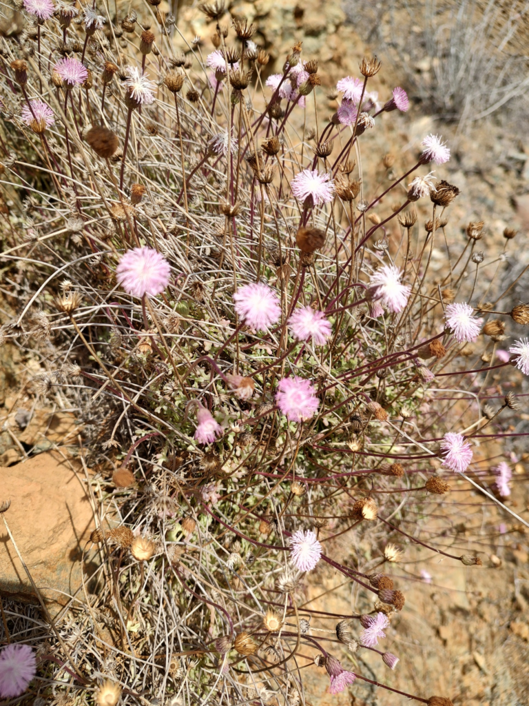 Hofmeister’s daisy (Hofmeisteria fasciculata)