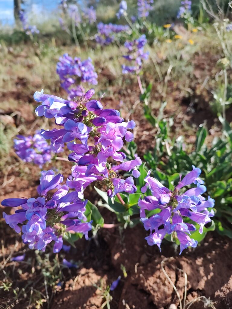 Blue Mountain beardtongue plant (Penstemon pennellianus)