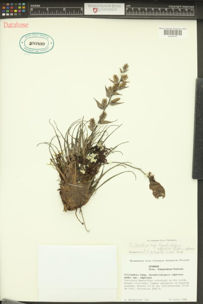 Sample of Adpressed air plant (Tillandsia adpressa or Racinaea adpressa); Marion Ownbey Herbarium (WS); WS046757; 300999; Washington State University Ecuador Prov. Tungurahua-Postasa; Tillandsia Subq. Pseudo-catopsis adpressa Andre var. adpressa; Carretera Banos-Puyo colectado en Rio verde. Bosque cultivado. Common ephiphyte on Psidium guayaba. Roseta 15-20 cm, inflorescense 15-20 cm cofe. Elevation 2400 m. N. Betancourt 314. 15 Julio 1986.

