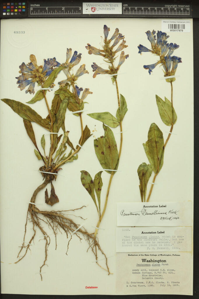 Samples of Blue Mountain beardtongue (Penstemon pennellianus); Marion Ownbey Herbarium (WS); WS017970; 69333; Annotation Label with signature and 1942?; 1168. "not Penetenon gluber, which is confined to the Missouri Valley, but on of the Glubri new to science. I ... the name plant in 1931. F. W. Pennell, 19??. Herbarium of the State College of Washington, Pullman. Washington Pentatenon gluber Pursh. sandy soil, exposed S.E. slope, Godman Springs, 5740 ft. Alt., Blue Mountains, Columbia County. L. Constance, J.F.G. Clarke, W. Stants & G.Van Vlect, 1165. July 19, 1935?