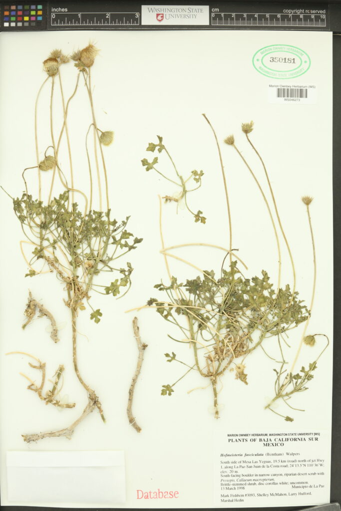 Samples of Hofmeister’s daisy (Hofmeisteria fasciculata); Marion Ownbey Herbarium (WS); WS046273; 350181; Plants of Baja California Sur Mexico; Hofmeisteria fasciculata (Bentham) Walpers; South side of Mesa Las Yeguas, 19.5 km (road) north of jct Hwy I, along La Paz-San Juan de la Costa road; 24'13.5'N 110 36'W. Elev. 20 m. South-facing boulder in narrow canyon, riparian desert scrub with Prosepis, Callaeum macropteram. Brittle-stemmed shrub, disc corollas white; uncommon; 13 March 1998. Municipeo de La Paz. Mark Fishbein #3093, Shelley McMahon, Larry Hufford, Marshal Hodm
