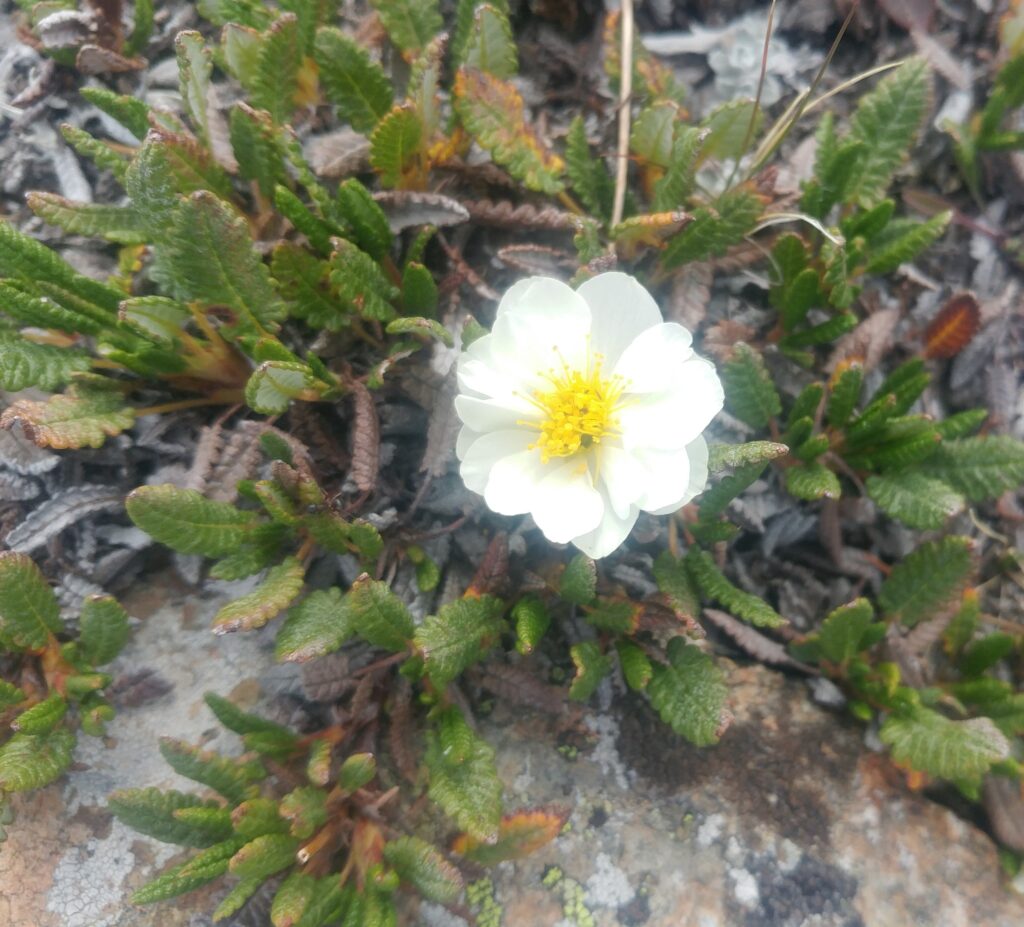 white-flowered Hooker’s dryas plant