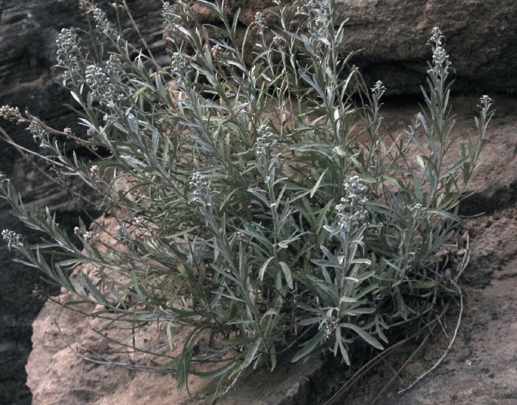 Ruth’s chicken sage plant (Artemisia ruthiae or Sphaeromeria ruthiae)