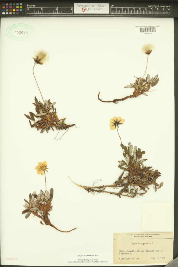 Four samples of white-flowered Hooker’s dryas plants; Marion Ownbey Herbarium (WS) WS5048712; also stamped with 392094; Flora of Alaska; Dryas octopetala L., Eagle Summit, Steese Highway out of Fairbanks. Christine Heller, July 2, 1950.