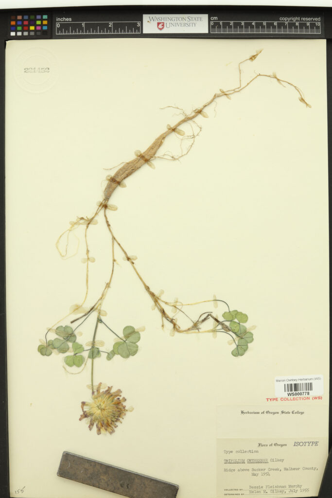 Sample of Owyhee clover (Trifolium owyheense). Marion Ownbey Herbarium (WS) WS000778 Type Collection (WS) Herbarium of Oregon State College; Flora of Oregon ISOTYPE; Type collection; Ridge above Sucker Creek, Malheur County, May 1954; Collected by Bessie Fleischman Murphy; Determined by Helen M. Gilkey, July 1955