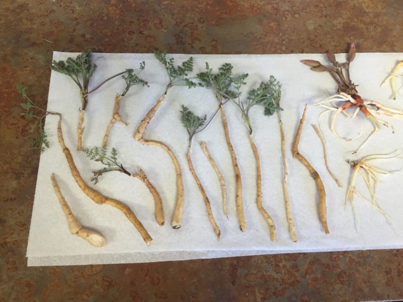 Bitterroot and wild carrots.