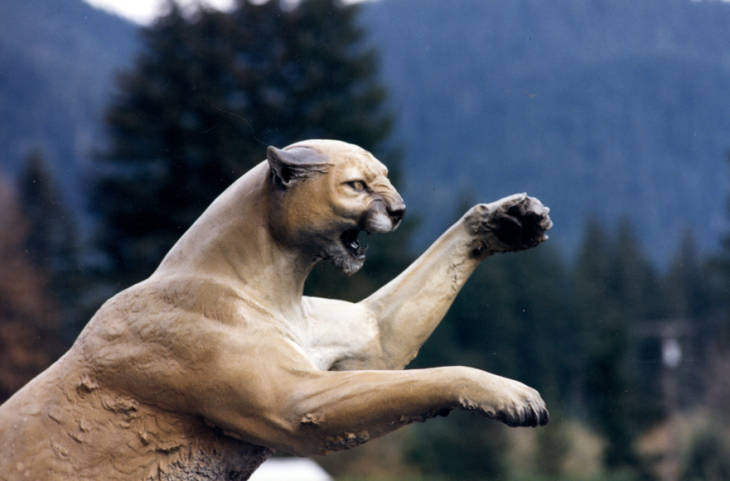 A cougar in attack mode.