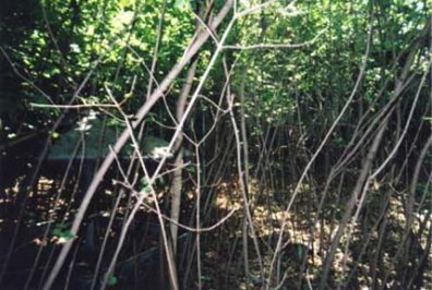One of the yards behind Sasha's school (see photo No. 7). A children's playground five meters from one of the entrances to a multi-storied apartment house. With difficulty one can make out the concrete overhang of the entrance. In such (at the time too radioactive) spots, where they removed a layer of soil (together with the roots of the grass) trees sowed themselves [volunteered] and now one has this total feeling of being in a modern city lost in the jungles. And this is not a fantasy--it's a reality. N.B.! The overhang is just barely visible over the entrance to the doorway.