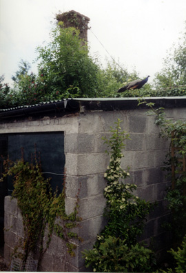 POWERSCOURT: A peacock strutting overhead. On our way out of Powerscourt as it closed we met streams of formally dressed people headed for a wedding at the estate. That night we had dinner at our favorite Indian restaurant in Dublin, the Rajdoot; and walked on the beach at sunset, observing the tide rapidly creeping along the gently sloping beach which Joyce describes in Portrait. Ireland was relaxing, friendly, spectacular, and fun. We'll go again.