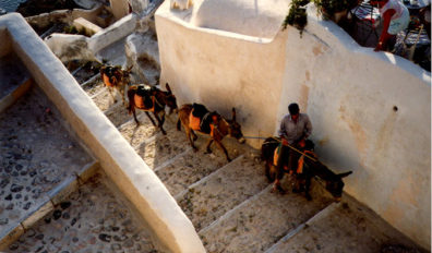 SANTORINI: Donkeys and mules are still practical means of transportation in these steep island villages.