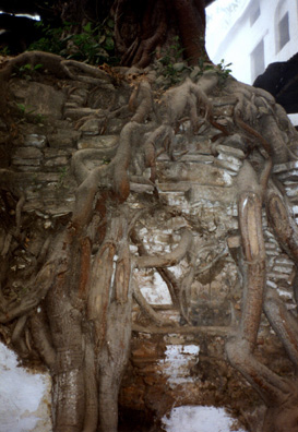 The roots of this tree have almost swallowed the wall beneath it.