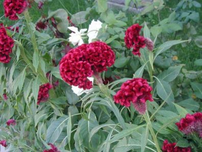 BERGMA MUSEUM: Flowers at the museum entrance.