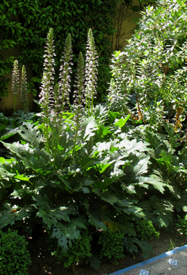 SEVILLA: Acanthus, the plant whose leaves inspired the Corinthian capitals on Classical columns.